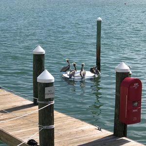 Meet your Posher, Paula